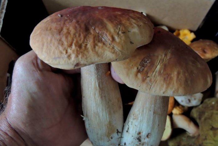 Ilustračný obrázok k článku FOTO: Huby konečne rastú, úlovok Rožňavčana môžeme len ticho závidieť!