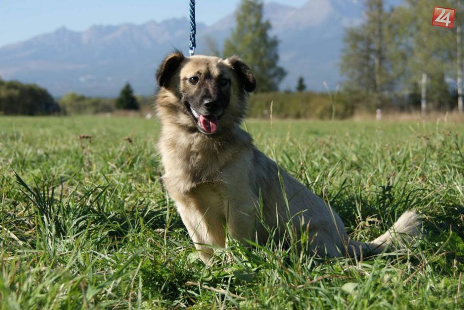 Ilustračný obrázok k článku Po vydarenej akcii sa môžete tešiť na ďalšiu: Takto chce popradský útulok pomôcť opusteným psom...