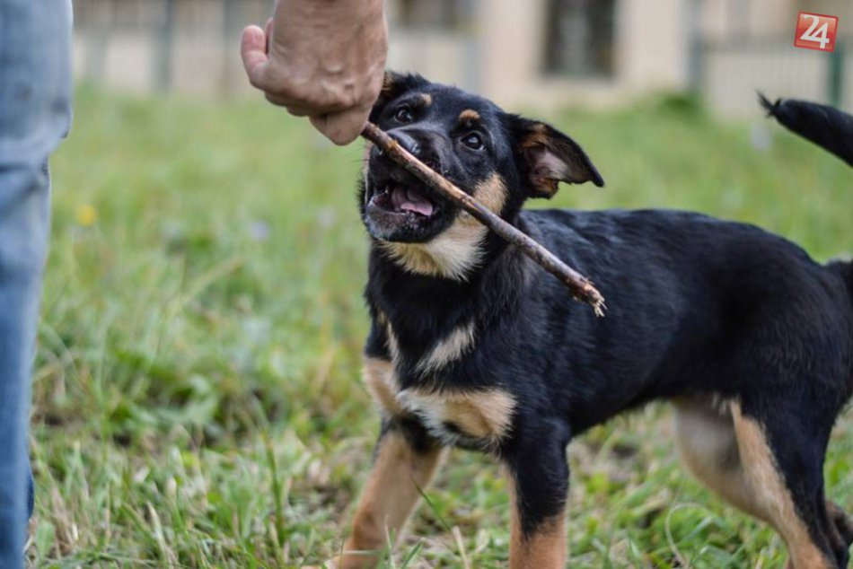 Ilustračný obrázok k článku Aj chlpáči budú mať Vianoce. Dúbravka opakuje zbierku pre zvierací útulok