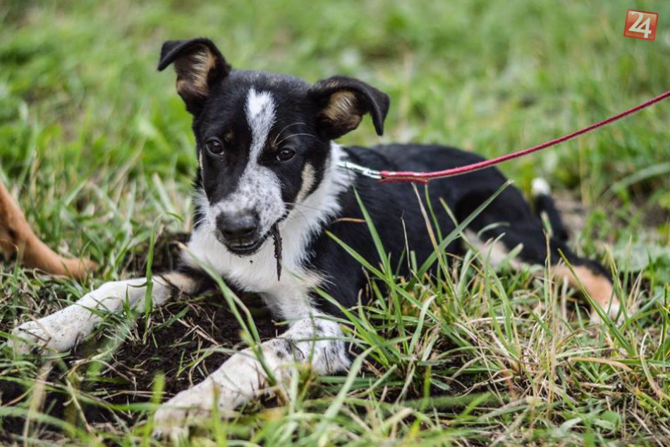 Ilustračný obrázok k článku Štvornohí havkáči, ktorým ľudia môžu rozžiariť oči: Tieto psíky v Poprade hľadajú nový domov! FOTO