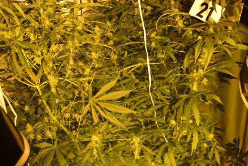 Ilustračný obrázok k článku Košičan (38) na balkóne pestoval trávu: Hrozí mu až 10 rokov!