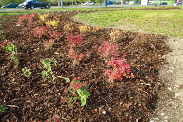 Ilustračný obrázok k článku Jesenná výsadba v meste pokračuje. Zelenšie budú v najbližších týždňoch viaceré mestské časti