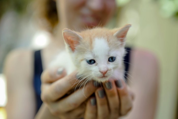 Ilustračný obrázok k článku „Živé tvory sa stávajú vecou!“ Mačiatka na zavolanie pobúrili Slobodu zvierat