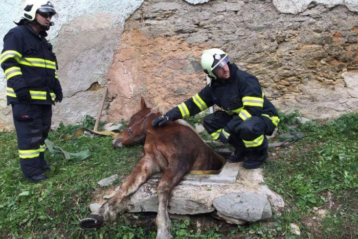 Ilustračný obrázok k článku FOTO: Kuriózna záchrana neďaleko Rožňavy, kôň spadol do kanalizačnej šachty