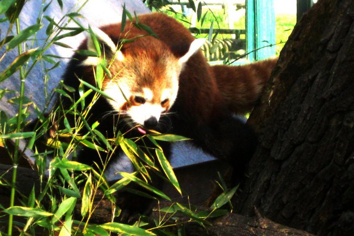 Ilustračný obrázok k článku V ZOO sa krstilo! Viete, kto zo známych osobností prišiel malé pandy červené pokrstiť?