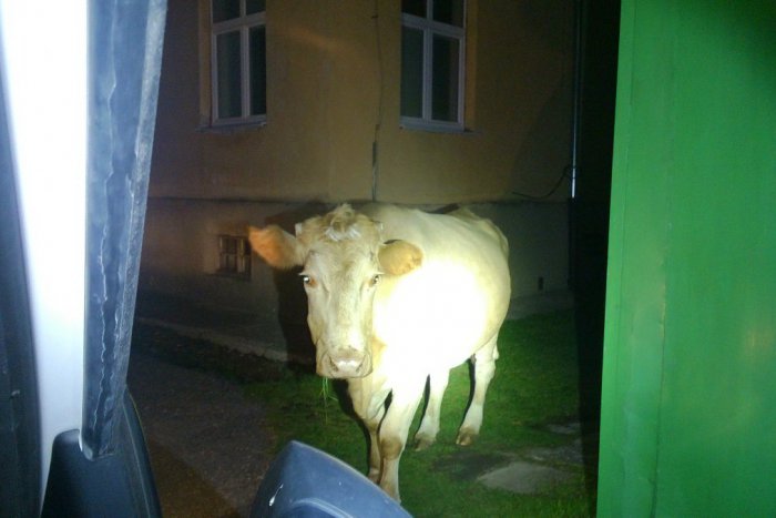 Ilustračný obrázok k článku Krava Milka pred kremnickou psychiatriou: Mestskí v akcii, z komentára náčelníka ľahnete smiechom :) FOTO