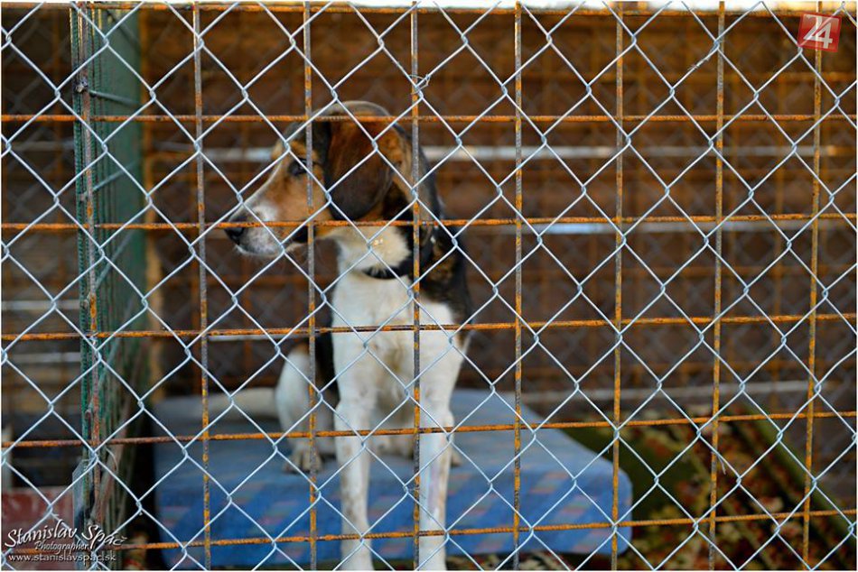 Ilustračný obrázok k článku Brezniansky útulok je plný: Vianoce za tým niesú, dovôd vás ale zrejme neprekvapí