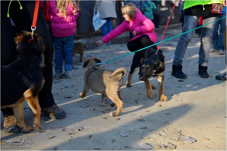 Ilustračný obrázok k článku Brezniansky útulok v ohrození. Tisíce ľudí v snahe o záchranu Tuláčika spisujú petíciu