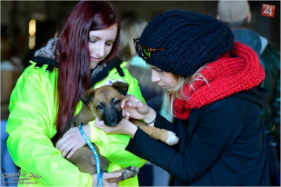 Ilustračný obrázok k článku Brezňania jednoznačne vyjadrili názor. Ako vidia problém s útulkom Tuláčik?