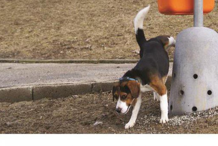 Ilustračný obrázok k článku Ľudia svojimi hlasmi rozhodli: Už je známe, kde v Poprade nainštalujú prvý psí pisoár!