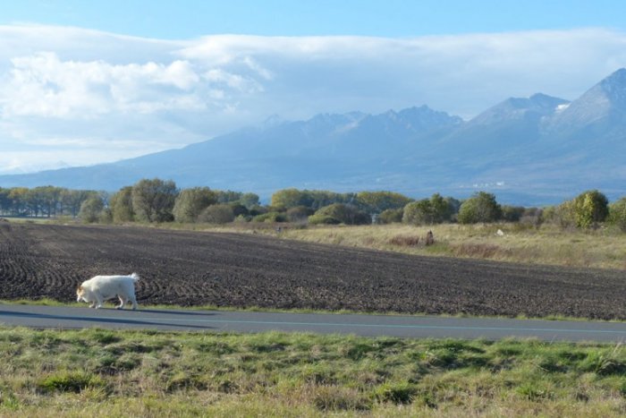 Ilustračný obrázok k článku Poprad sa chce pustiť do výstavby obytného súboru: Pozrite, aké byty má mesto v pláne...