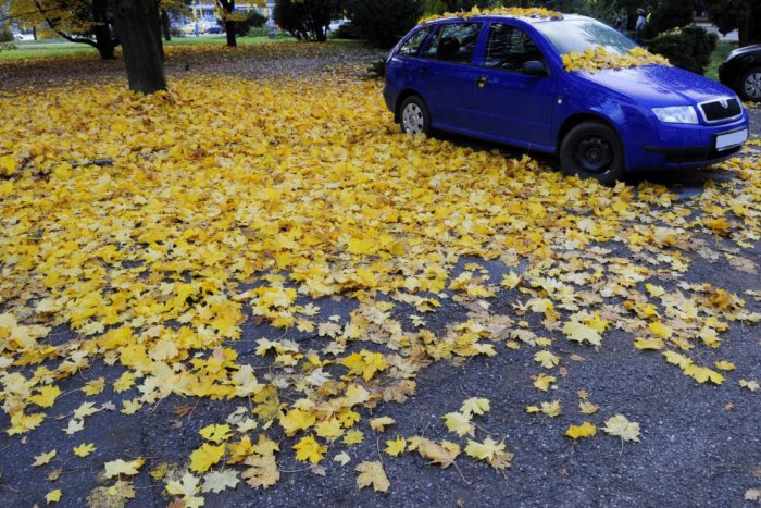 Ilustračný obrázok k článku Zlatomoravčania sa sťažujú na nepozametané lístie: Prečo to mestu trvá tento rok tak dlho?