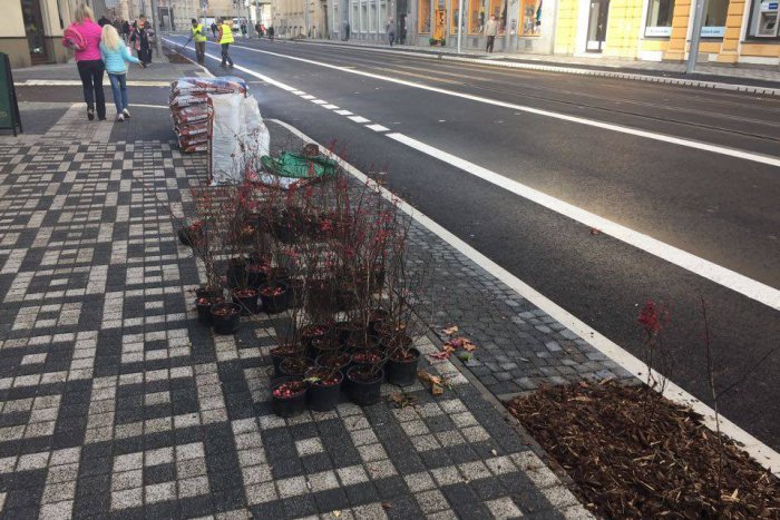 Ilustračný obrázok k článku Na Štúrovej ulici už začali s výsadbou. Postupne by sa mala zazelenať + Foto