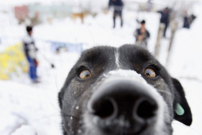 Ilustračný obrázok k článku Sloboda zvierat radí: Ako môžete pomôcť vášmu psovi prežiť stres z novoročných osláv?