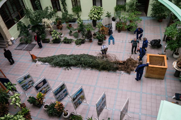 Ilustračný obrázok k článku Najvyšší živý vianočný stromček: Ktorému v meste patrí prvenstvo?