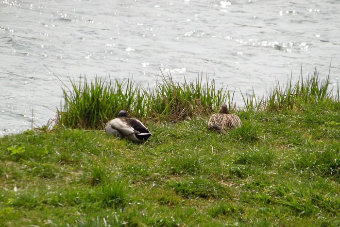 Ilustračný obrázok k článku Preteká Humenným a takmer celým Zemplínom, viete však o ňom všetko? 5 zaujímavostí o Laborci, o ktorých ste možno netušili
