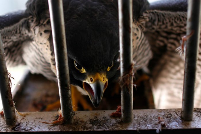 Ilustračný obrázok k článku V BSK žijú viaceré dravce, verejnosti ich približuje plagát