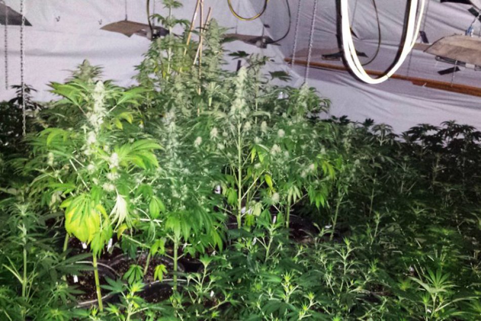 Ilustračný obrázok k článku NAKA: Najzneužívanejšou drogou na Slovensku je marihuana, nasleduje pervitín