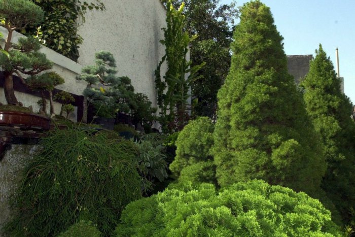 Ilustračný obrázok k článku Zo záhrady na Ulici svornosti v Bratislave zmizlo trinásť dvojmetrových tují