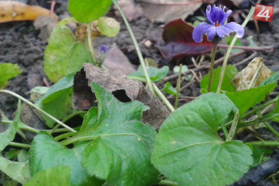 Ilustračný obrázok k článku Počasie si z nás robí dobrý deň: V záhradách rastú fialky!