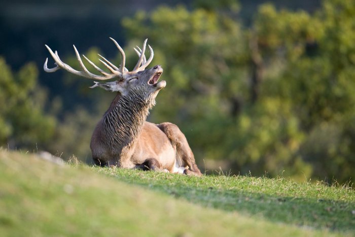 Ilustračný obrázok k článku Jelene v špičkovej kondícii usmrtené. Čo môže za vyhrotenú situáciu na Poľane?