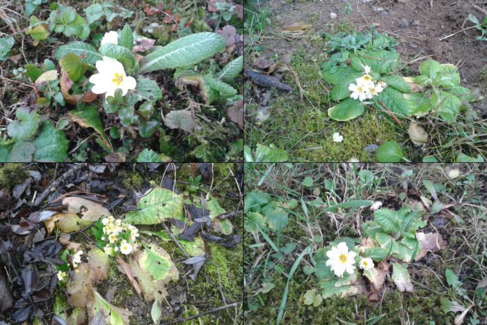 Ilustračný obrázok k článku FOTO: Počasie si z nás robí dobrý deň. V Bystrici vidno v decembri kvitnúť prvosienky