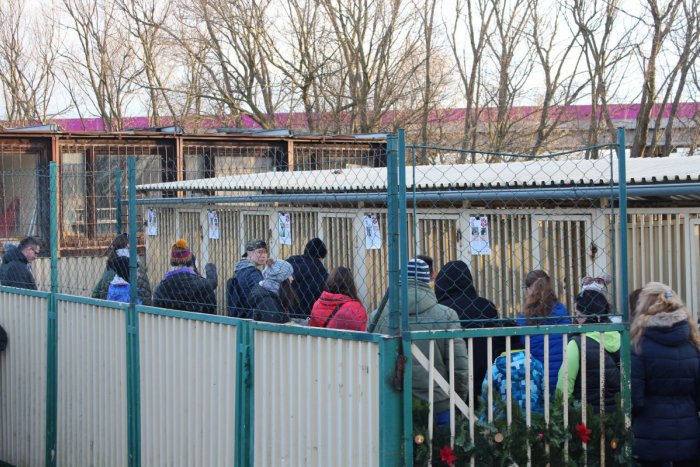 Ilustračný obrázok k článku Vianoce v popradskom psom útulku? Pracovníci zažili nádherné dojatie, takto krásne sa zachovali ľudia!