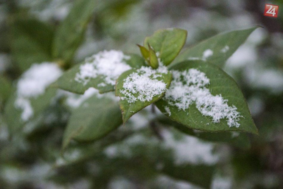 Ilustračný obrázok k článku OBRAZOM: Prvý sneh v Bratislave. Ako je mesto pripravené na zimu?