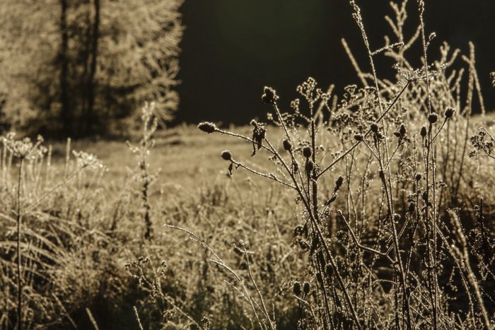 Ilustračný obrázok k článku ZOZNAM potvrdený odborníkmi: Ohniská infikovaných kliešťov v našom kraji!