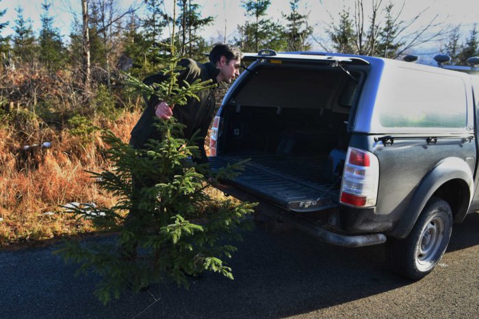 Ilustračný obrázok k článku Obľúbený nájom vianočných stromčekov je tu zas: Košičania, viete ako na to?