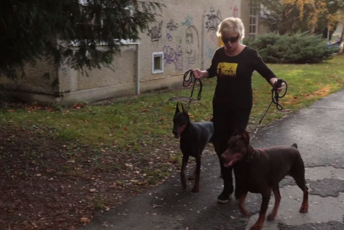 Ilustračný obrázok k článku Učiteľka z bystrického gympla sa na plán žiakov pripravila: Štvornohí strážcovia v kabinete, no situácia sa zvrtla VIDEO