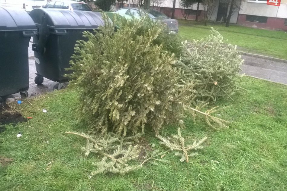 Ilustračný obrázok k článku Nastal čas lúčenia s vianočnými stromčekmi: Vieme, ako ich budú zbierať a kam poputujú