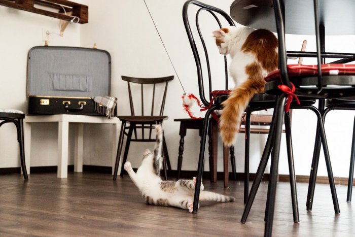 Ilustračný obrázok k článku ROZHOVOR: Káva v mačacej spoločnosti? "Vyberáme mačacie osobnosti, ktoré si vedia získať človeka," hovoria majiteľky