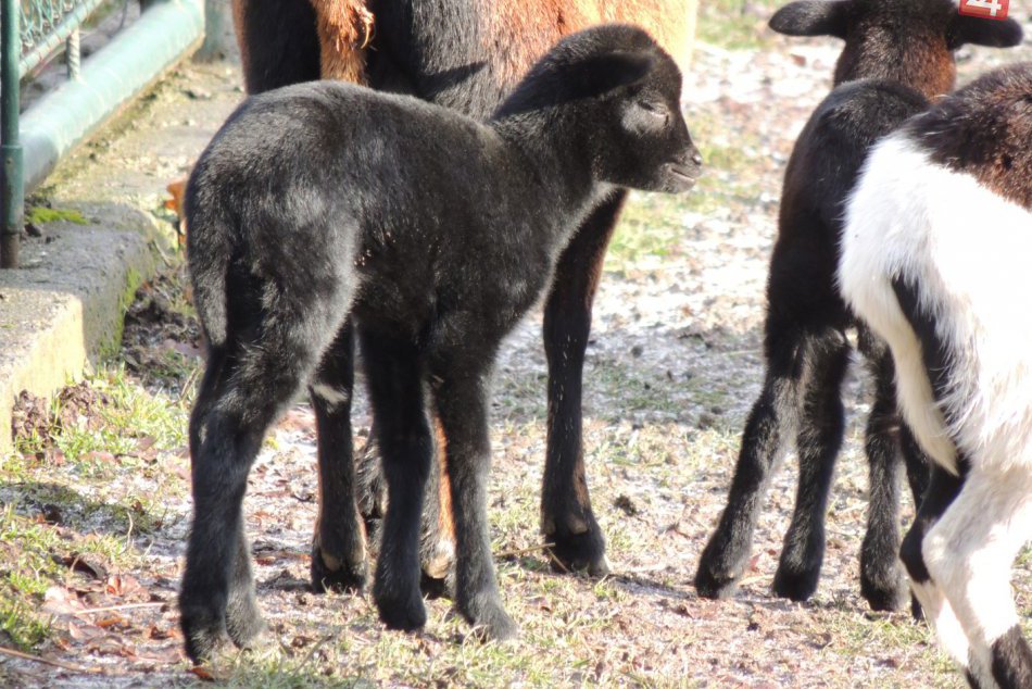 Ilustračný obrázok k článku Prírastky v žiarskej minizoo: Podarení drobci sa rodičom pletú popod nohy, FOTO