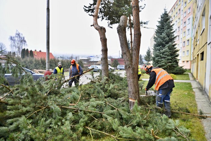 Ilustračný obrázok k článku V Brezne padne vyše 150 stromov: Vieme, čo je za tým...