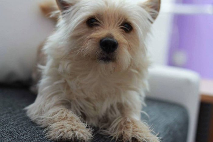 Ilustračný obrázok k článku Zúfalá majiteľka Lucka prosí o pomoc: Po Daffym sa zľahla zem, nevideli ste ho?