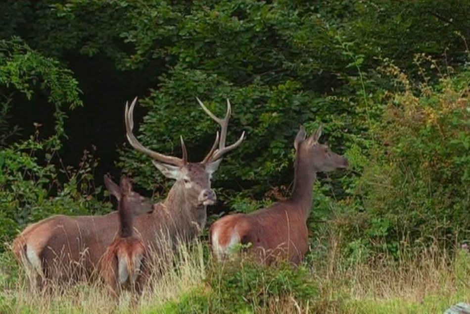 Ilustračný obrázok k článku Vlak neďaleko Zvolena zrazil jeleňa: Rušeň si to škaredo odniesol