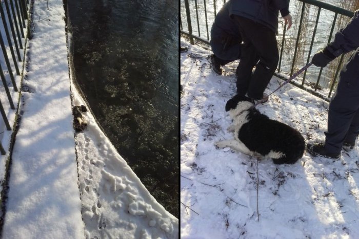 Ilustračný obrázok k článku Išlo mu o život: Vydesený psík sa ocitol na úzkej kryhe v ľadovom Hrone