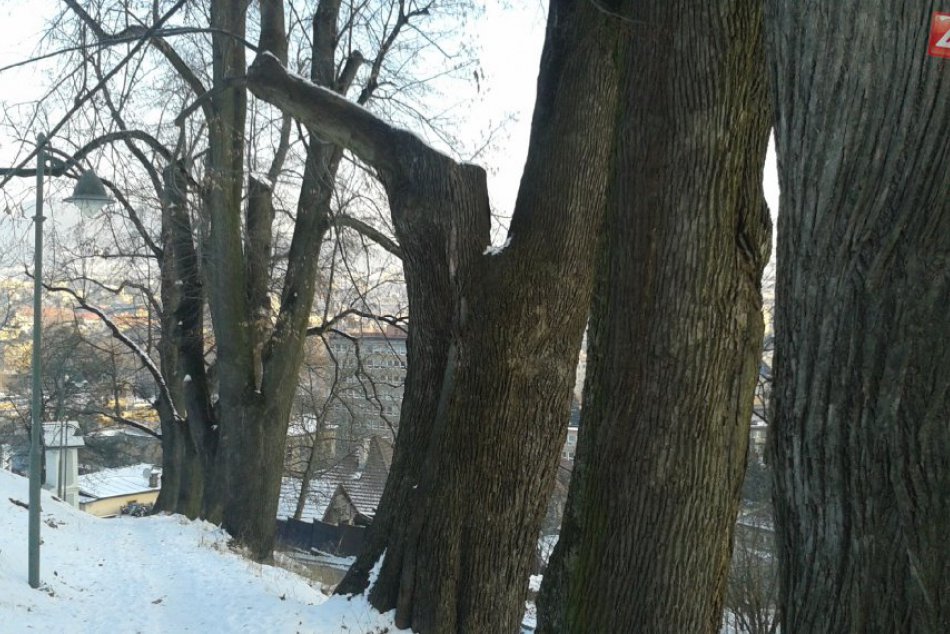 Ilustračný obrázok k článku FOTO: Krása, za ktorou je sa radosť vybrať: V Bystrici máme najhodnotnejšiu lipovú alej široko-ďaleko