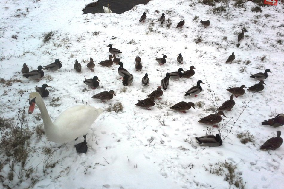 Ilustračný obrázok k článku Sčítavanie vtáctva v PIENAPe bolo náročné: Prinieslo však niekoľko prekvapení