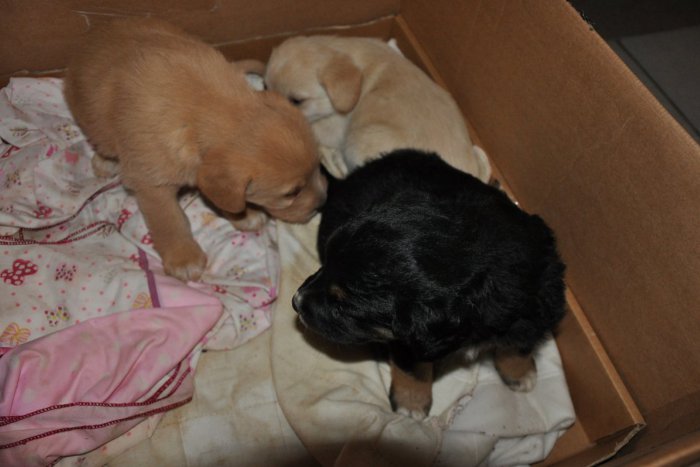 Ilustračný obrázok k článku Hlohovskí mestskí s nezvyčajnou súrnou výzvou: Tri roztomilé šteniatka hľadajú domov, inak skončia v útulku!