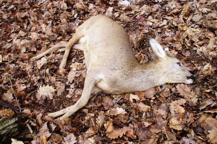 Ilustračný obrázok k článku Srnku v mestských lesoch uštvali domáci miláčikovia