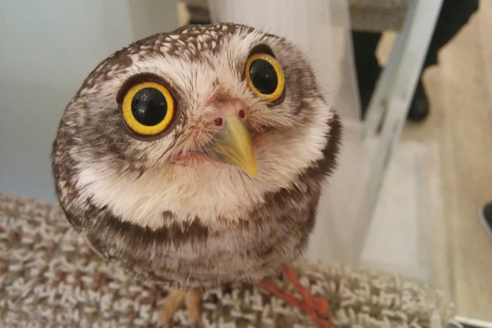 Ilustračný obrázok k článku Pribudne v hlavnom meste k mačacím kaviarňam aj sovia?