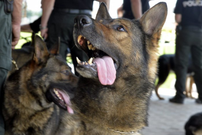 Ilustračný obrázok k článku Služobný pes sa stal hrdinom, vypátral ukradnuté osobné doklady aj peňaženku