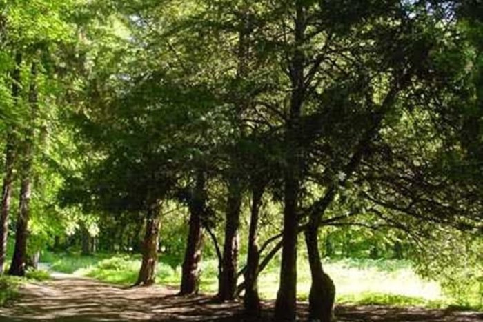 Ilustračný obrázok k článku Zažili vládu Márie Terézie aj dve svetové vojny: Najstaršie stromy v betliarskom parku prekvapia