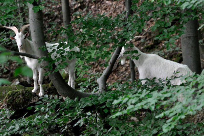 Ilustračný obrázok k článku Smutný koniec legendárnej ihráčskej kozy, ktorá sa chcela stať kamzíkom, FOTO len pre silné povahy