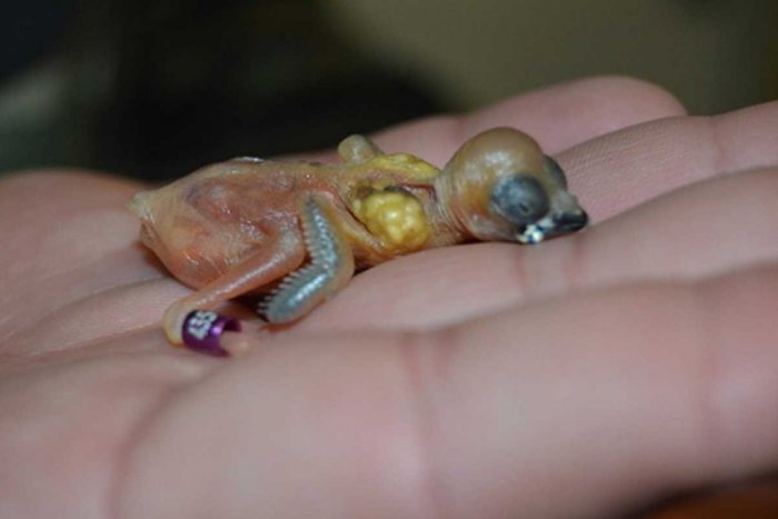 Ilustračný obrázok k článku Košická ZOO sa teší novému prírastku: Na čo sa môžeme tešiť?