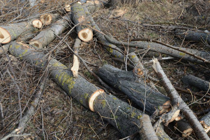 Ilustračný obrázok k článku Samozvaný drevorubač v ochrannom pásme: V okolí  Gánovského potoka vyrúbal 22 stromov