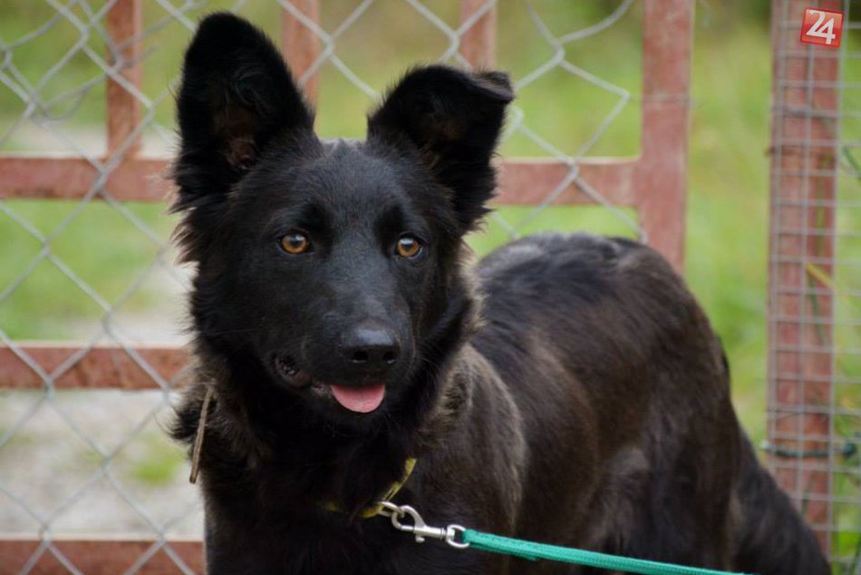 Ilustračný obrázok k článku Kontrole sa nevyhnú ani majitelia psov. Polícia preveruje, či si plnia svoje povinnosti