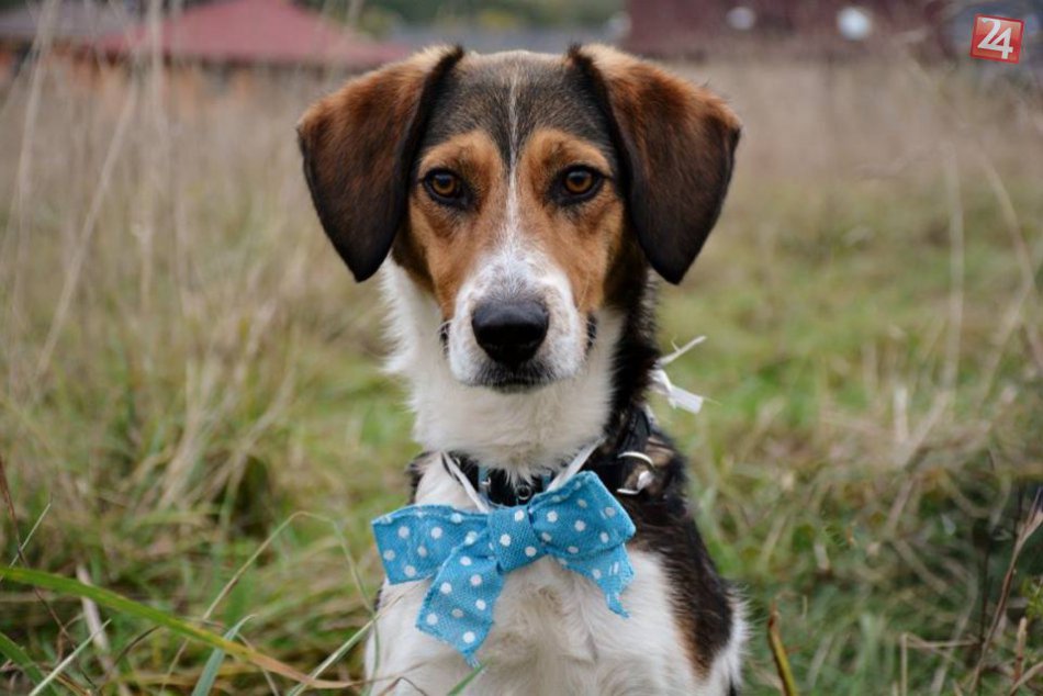 Ilustračný obrázok k článku Pozrite na tie nevinné tváre z breznianskeho útulku: To by bolo radosti, keby našli domov a lásku